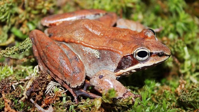 Alaskan Wood Frog