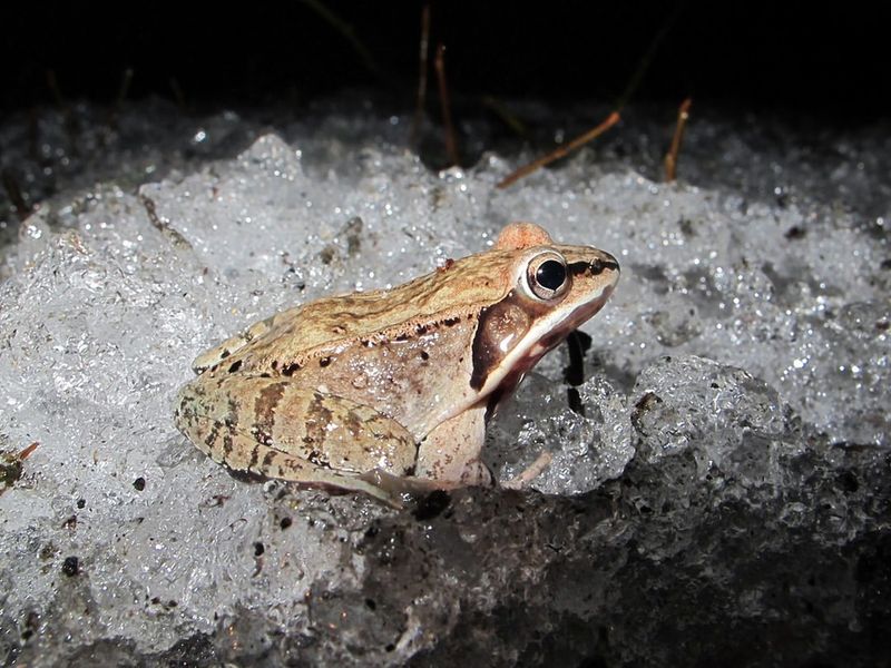 Alaskan Wood Frogs