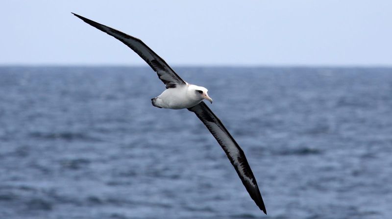 Albatross Long Flights