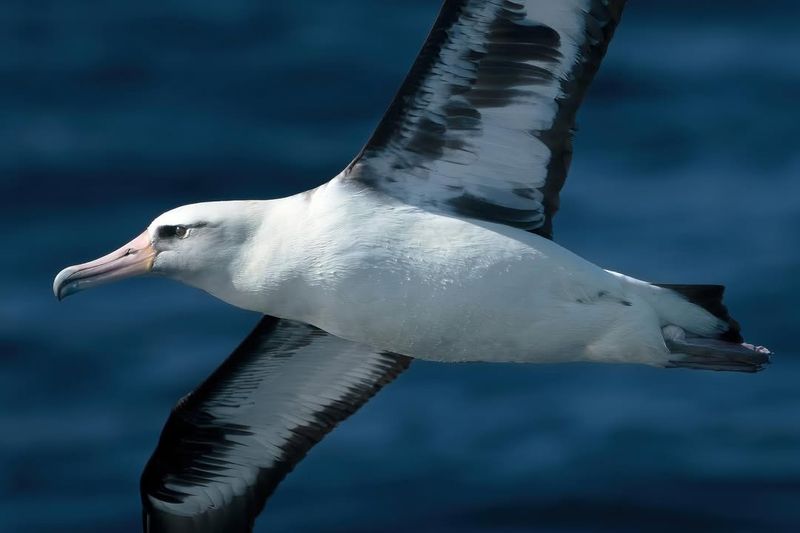 Albatrosses