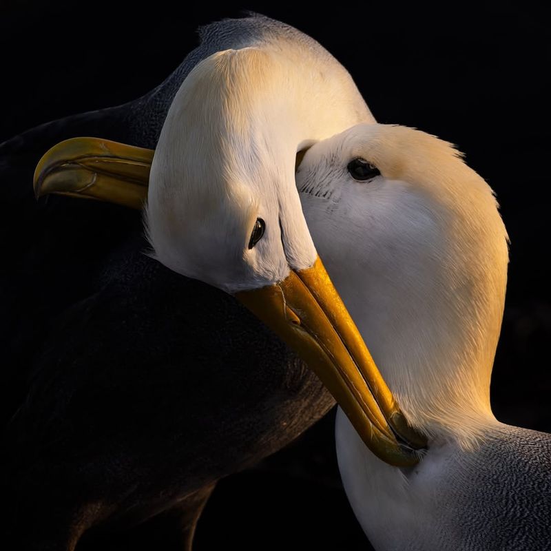 Albatrosses' Allegiance