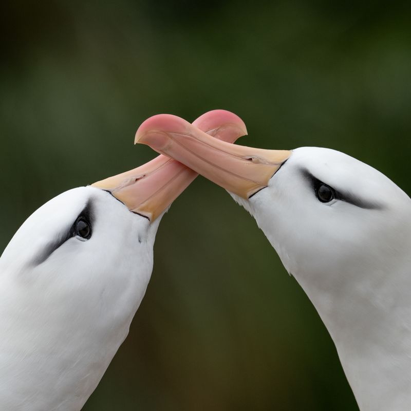 Albatrosses