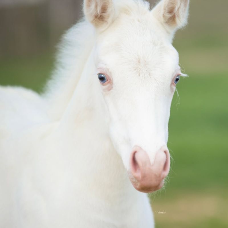 Albino