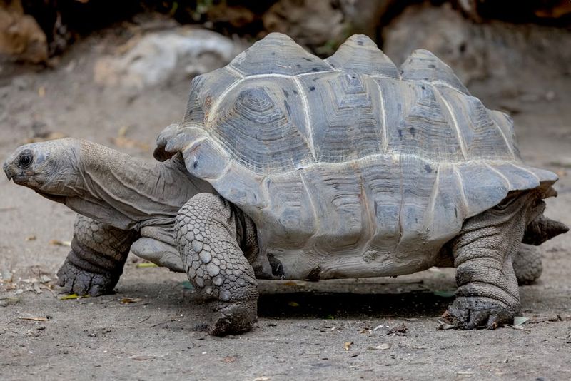 Aldabra Giant Tortoise