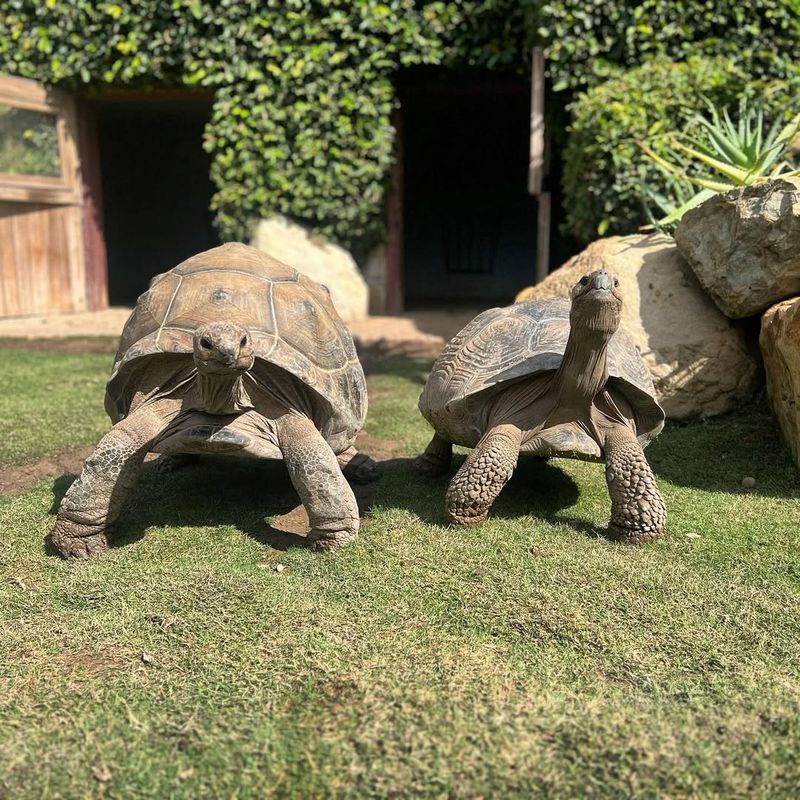 Aldabra Giant Tortoise