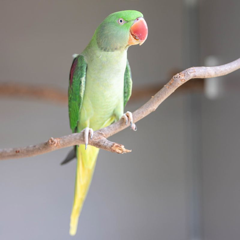 Alexandrine Parakeet