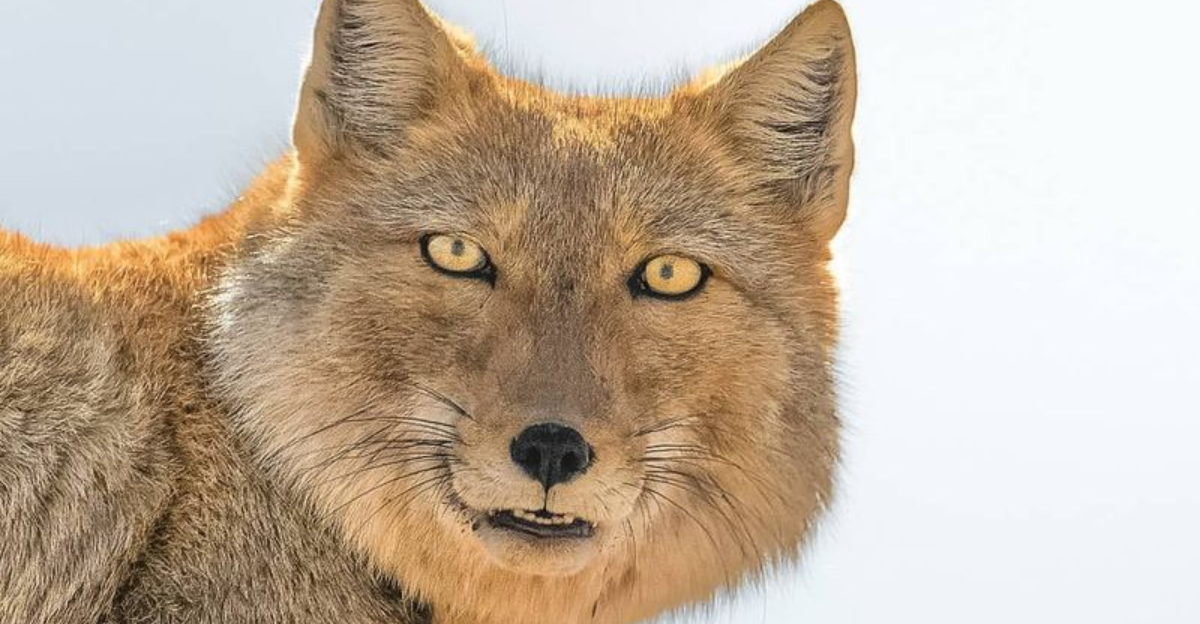 All 20 Fascinating Types Of Foxes That Roam This Earth