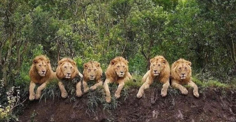 All About The Mapogo Lion Coalition