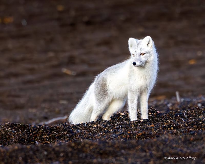 Arctic Fox