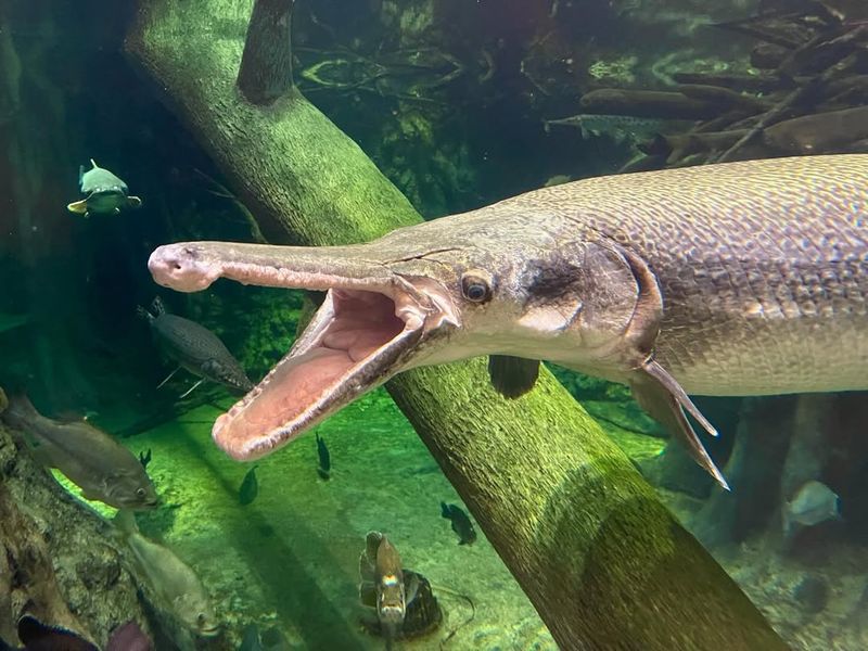 Alligator Gar