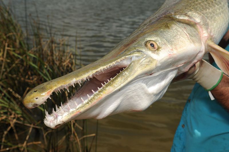 Alligator Gar