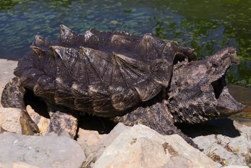 Alligator Snapping Turtle - Louisiana