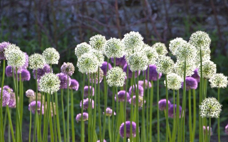 Alliums