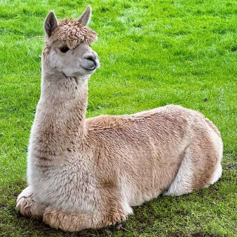 Alpaca