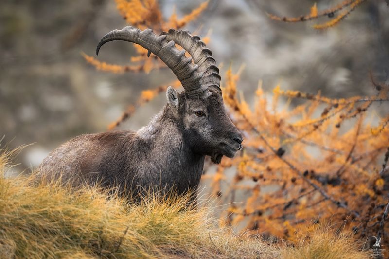 Alpine Ibex