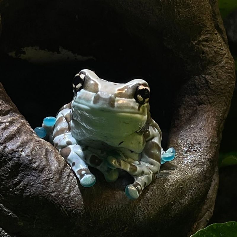 Amazon Milk Frog