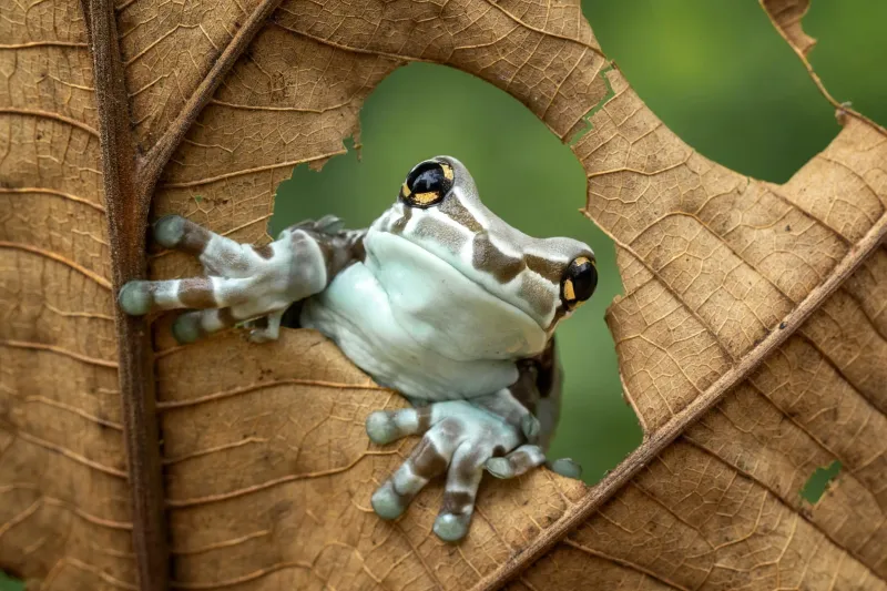 Amazon Milk Frog