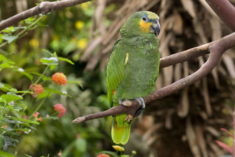 Amazon Parrot