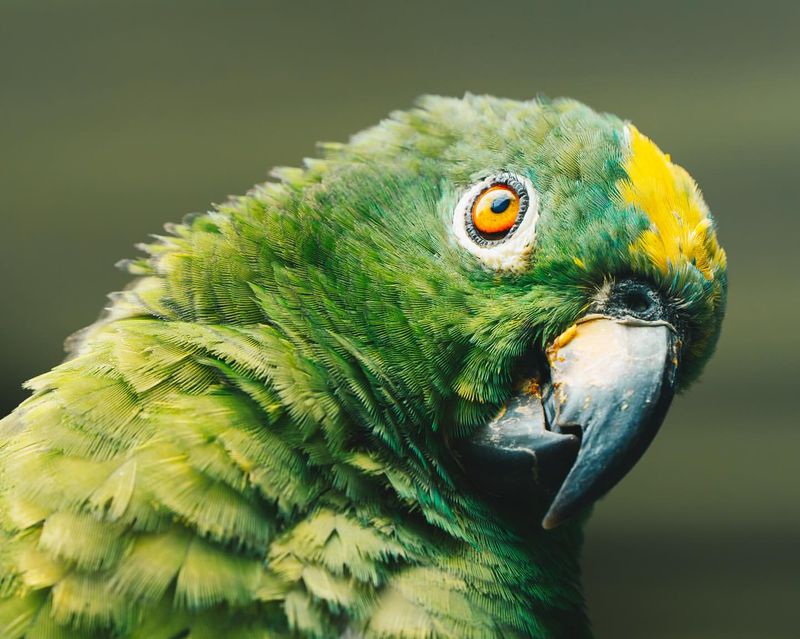 Amazon Parrot