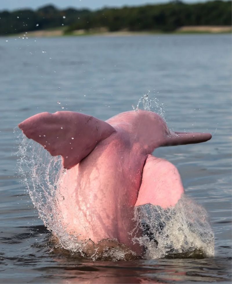 Amazon River Dolphin