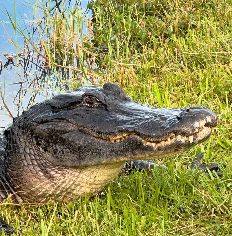 American Alligator