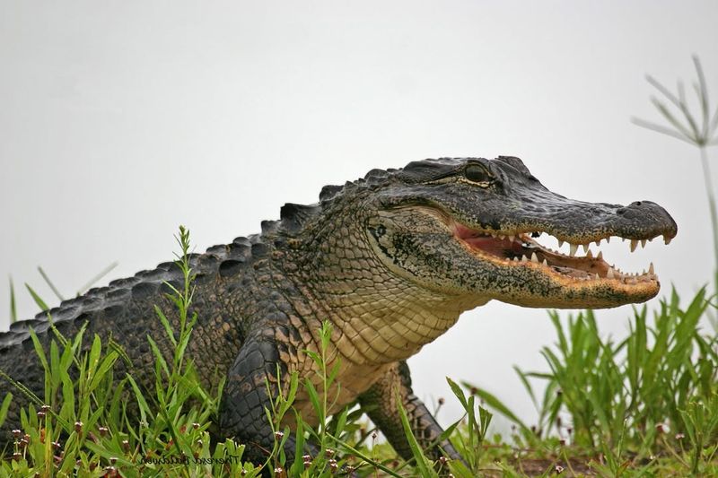 American Alligator