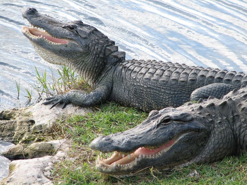 American Alligator