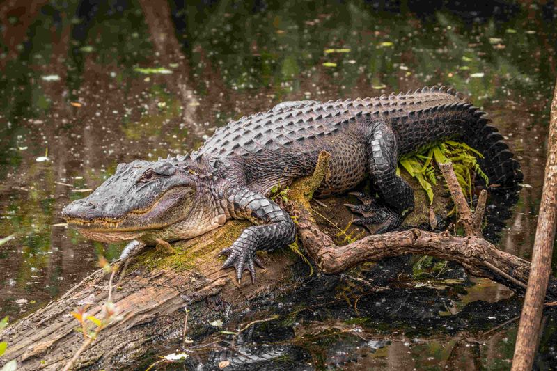 American Alligator