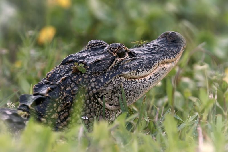 American Alligator