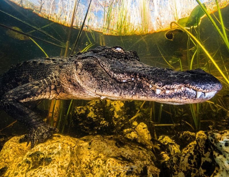 American Alligator