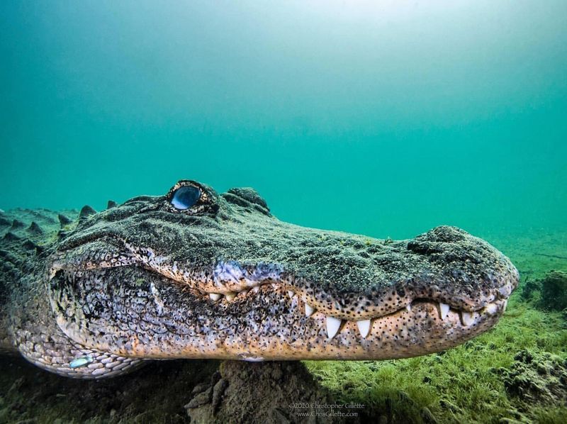 American Alligator