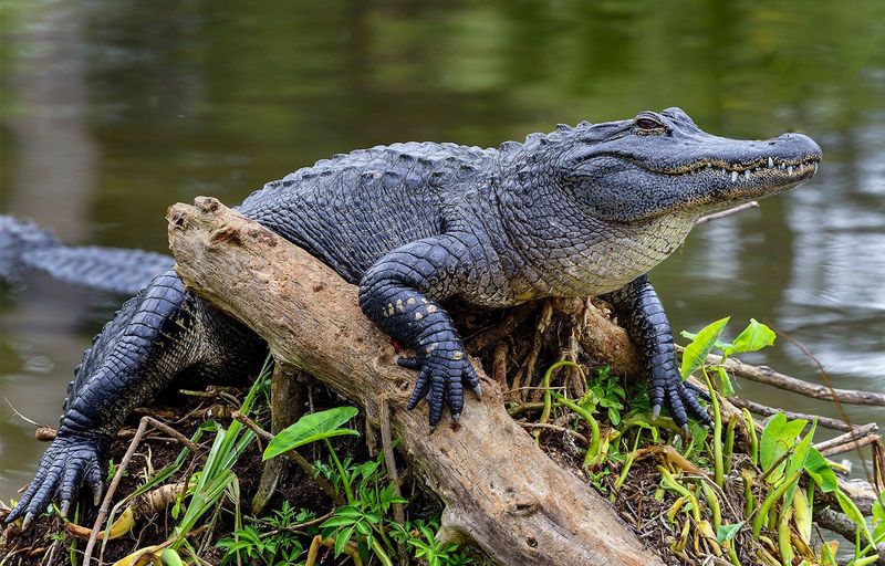 American Alligator