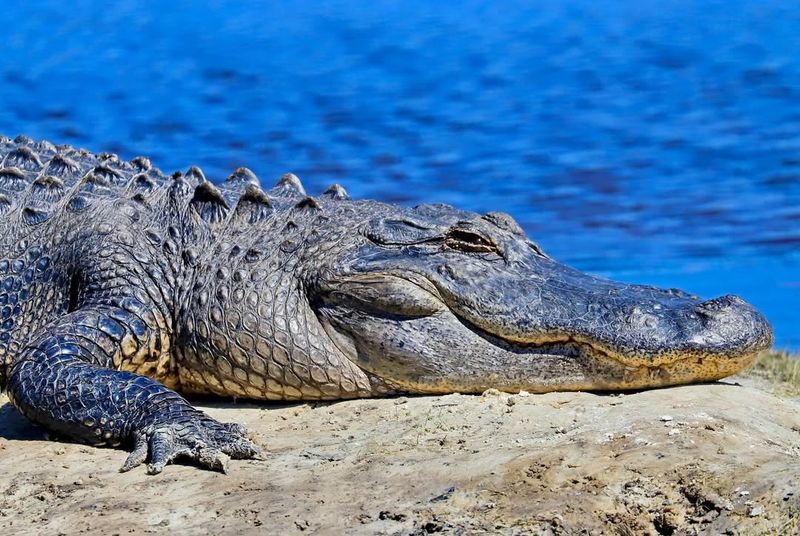 American Alligator