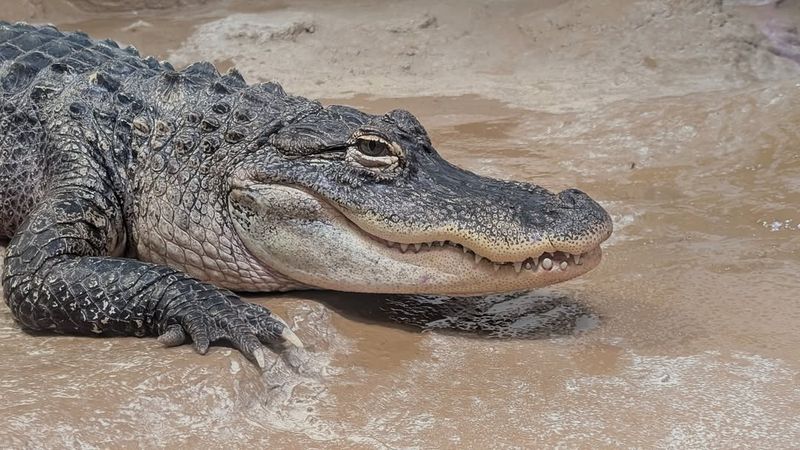 American Alligator