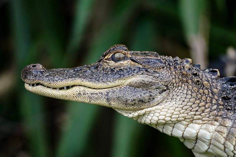 American Alligator