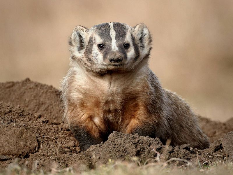 American Badger