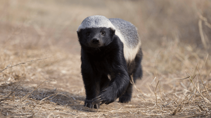 American Badger