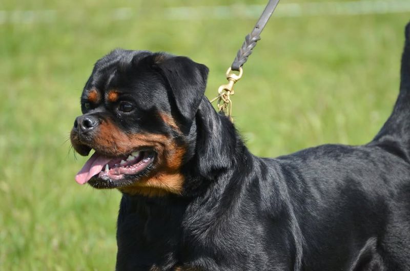 Rottweiler