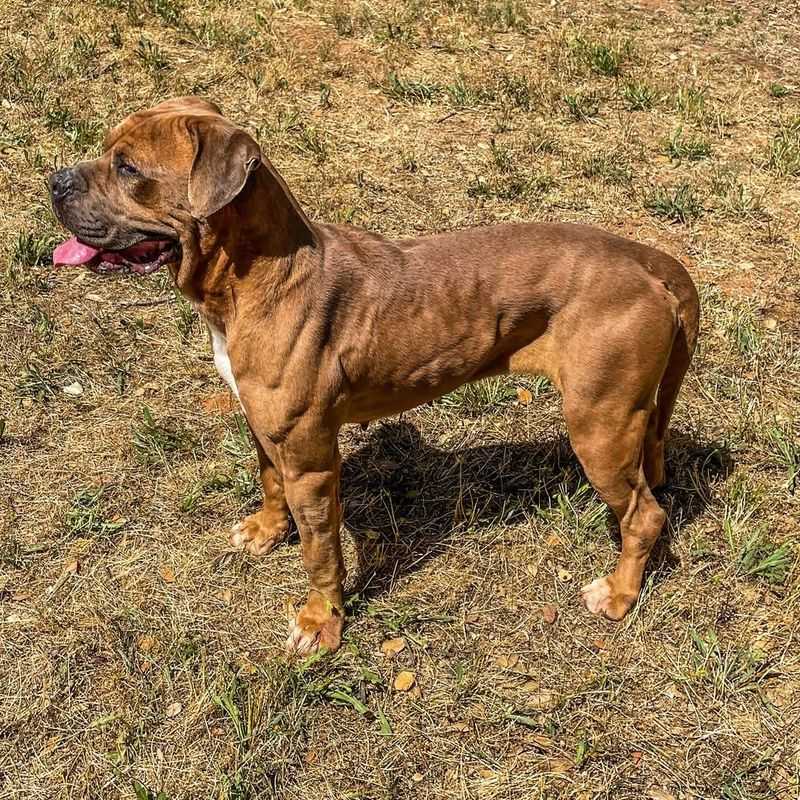 American Bandogge