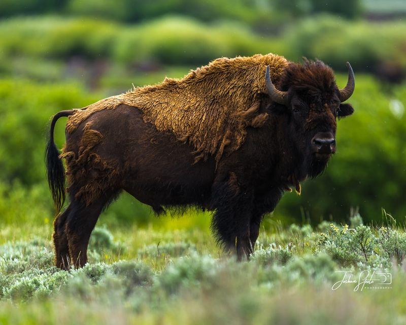 American Bison