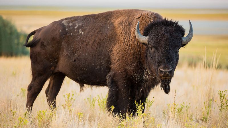 American Bison