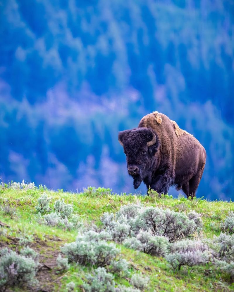 American Bison