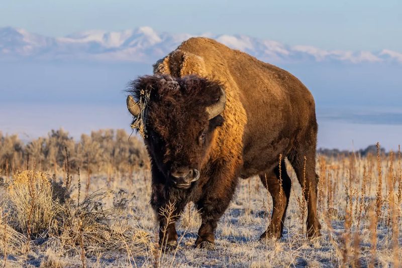 American Bison (Wyoming)