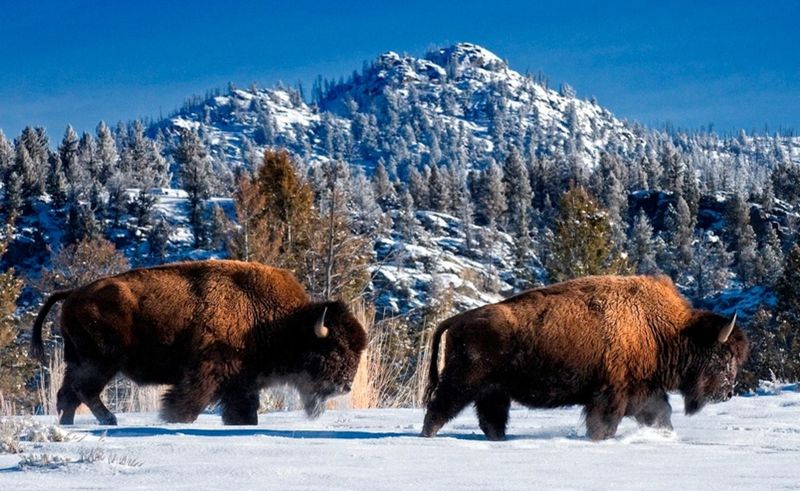 American Bison