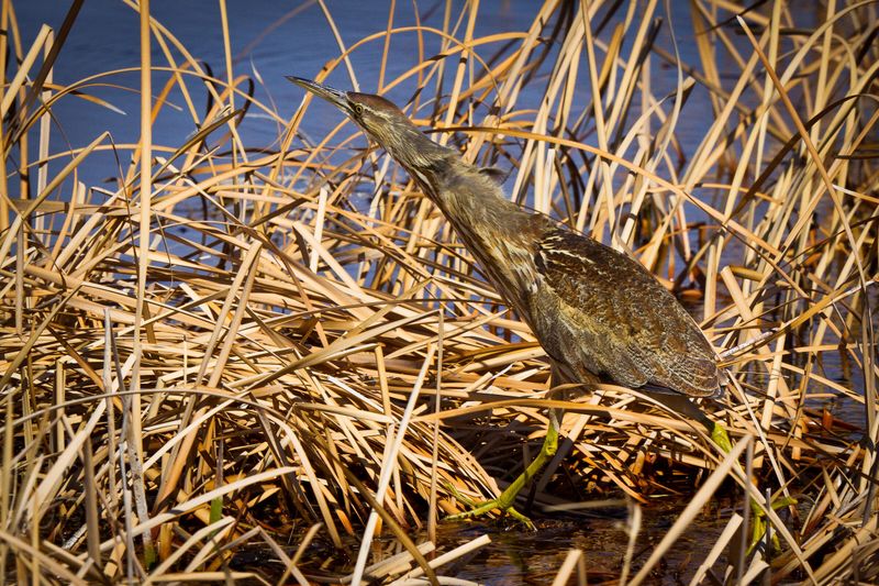 American Bittern in Minnesota