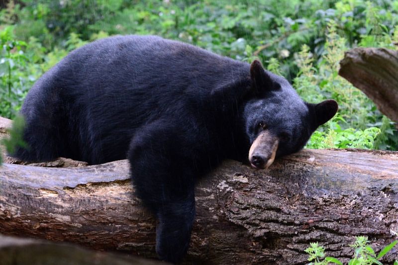 American Black Bear