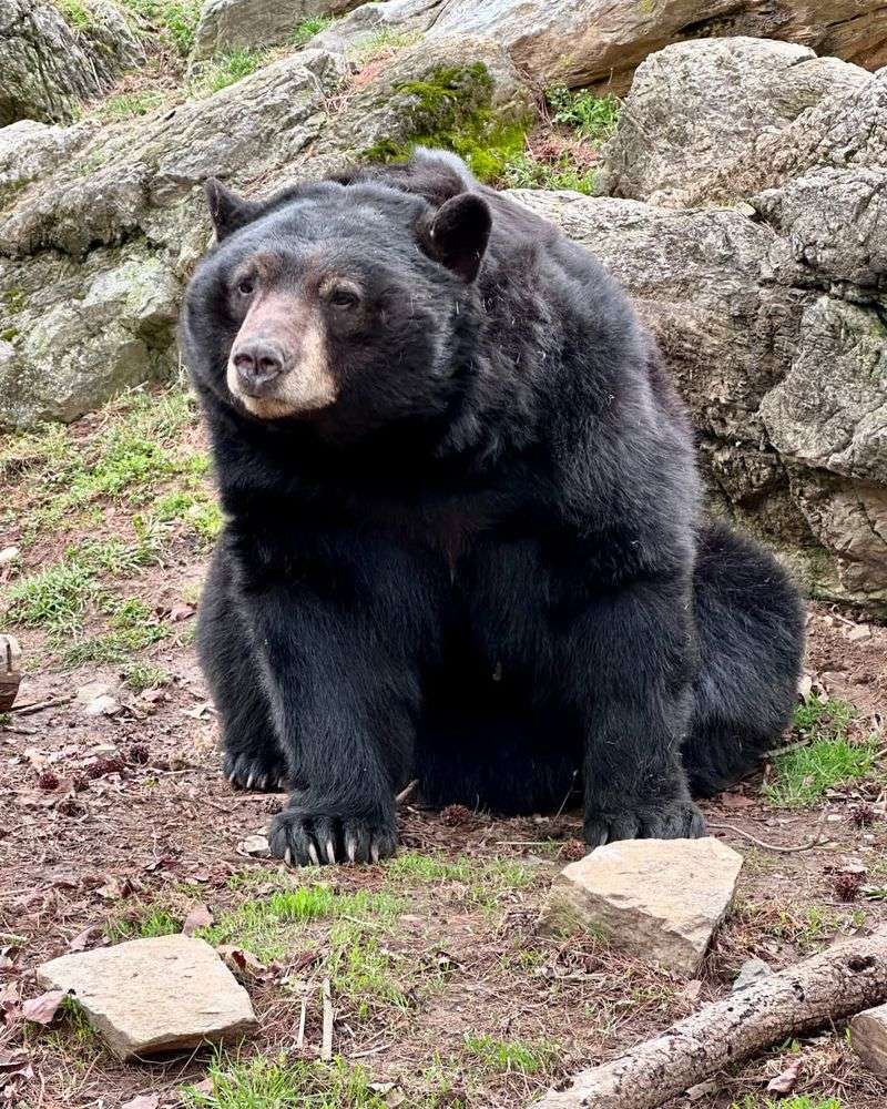 American Black Bear