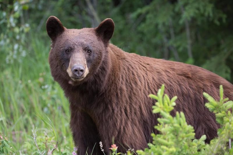 American Black Bear