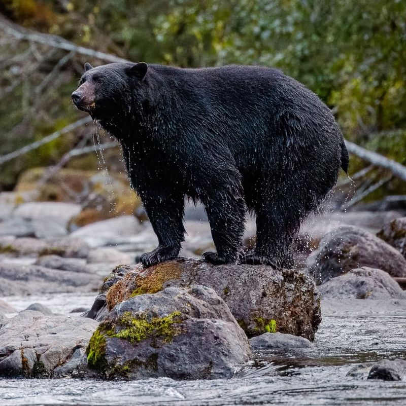 American Black Bear