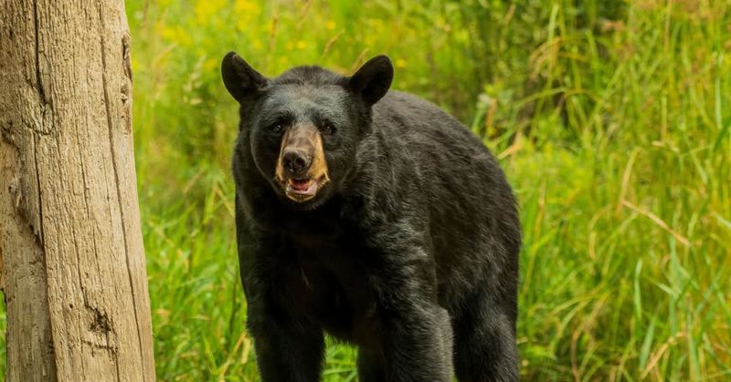 American Black Bear